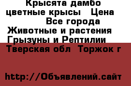 Крысята дамбо цветные крысы › Цена ­ 250 - Все города Животные и растения » Грызуны и Рептилии   . Тверская обл.,Торжок г.